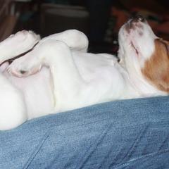 Clumber Spaniel and Irish Red and White Setter Puppies from NyaStar & Chequamegon