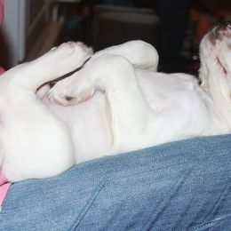 Clumber Spaniel and Irish Red and White Setter Puppies from NyaStar & Chequamegon