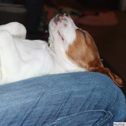Clumber Spaniel and Irish Red and White Setter Puppies from NyaStar & Chequamegon