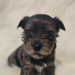 Daisy - Parti female Yorkshire Terrier puppy in Hamilton, Ohio from Purebred Yorkies of Ohio