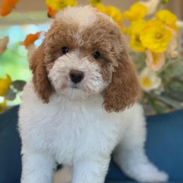 Heidi - Parti female Goldendoodle puppy in Yuciapa, California from AlltheDoodlez_