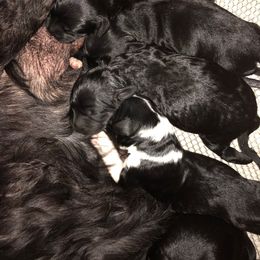 Portuguese Water Dog Puppies from Topsail PWDs