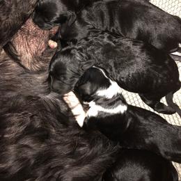 Portuguese Water Dog Puppies from Topsail PWDs