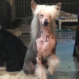 Chihuahua and Chinese Crested Puppies from Western Kentucky Chihuahua’s and Chinese Crested’s