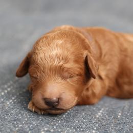 Patrick - Red  male Poodle puppy in Laveen, Arizona from Nystrom Clan Pups