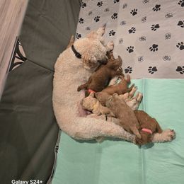 Poodle Puppies from Salina Querna
