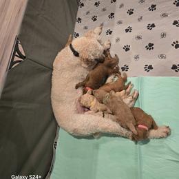 Poodle Puppies from Salina Querna