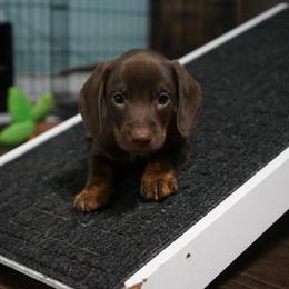 Dachshund Puppies from Johnson’s Weiner Farm