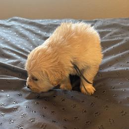 Ms. Gray - Golden female Golden Retriever puppy in Brentwood, California from Golden M Family Farms