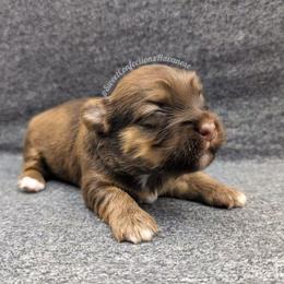 Cinnamon Roll - Red sable male Havanese puppy in Marysville, Ohio from Sweet Confections Havanese