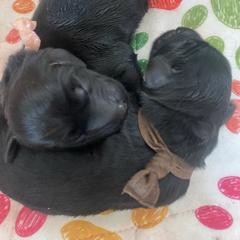 Mambo - Swayze (Brown) - Black male Flat-Coated Retriever puppy in Park Rapids, Minnesota from Catori