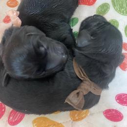 Mambo - Swayze (Brown) - Black male Flat-Coated Retriever puppy in Park Rapids, Minnesota from Catori