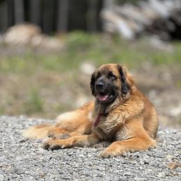 Pemi - Leonberger