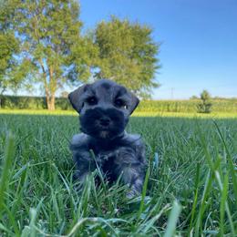 Jasmine - Salt and pepper female Miniature Schnauzer puppy in Rochester, Indiana from The_Schnauzer_House