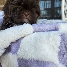 Tippy Toes - Chocolate female Shih Tzu puppy in Vernon, Texas from Fru Fru's Shih Tzus