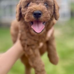 Cavapoo Puppies from The Doodle Den