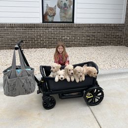 Goldendoodle Puppies from Lakes Golden Doodles