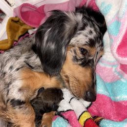 Mila - Dachshund