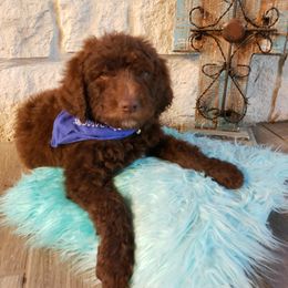 Labradoodle Puppies from TLC Labradoodles