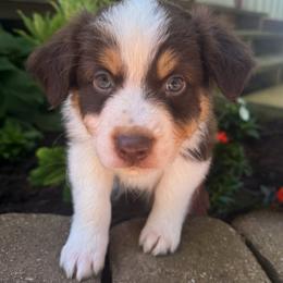 AKC Bean (Natural Tail) - Red tri-color male Australian Shepherd puppy in Jonesborough, Tennessee from 5AFarms