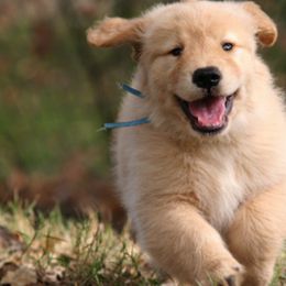 Golden Retrievers from Gower Goldens