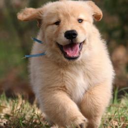 Golden Retrievers from Gower Goldens