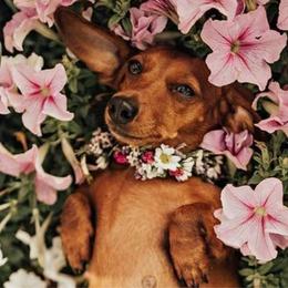 Red - Dachshund