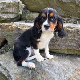 Jasper - Tri-color male Cavalier King Charles Spaniel puppy in Crawford, Tennessee from Lilly Lane Spaniels