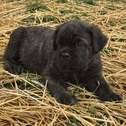 Blue - Gray brindle male Cane Corso puppy in Williamstown, Kentucky from Ridge Top Cane Corso