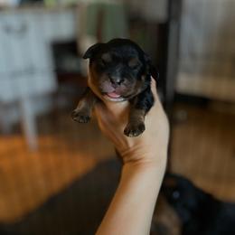 Black and tan boy 1 - Black and tan male Cavalier King Charles Spaniel puppy in Phoenix, Arizona from Larisa's Cavaliers