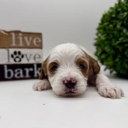 Dark Green - Parti male Goldendoodle puppy in Philadelphia, Mississippi from Oakie Doodles