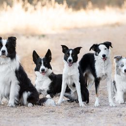 Border Collies from Poindexter Border Collies