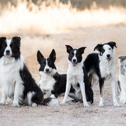Border Collies from Poindexter Border Collies
