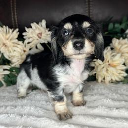 Arctic - Piebald female Dachshund puppy in Lakeland, Florida from Buckwild Doxies