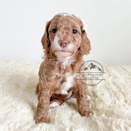 Goldendoodle Puppies from Eagle Mountain Doodles