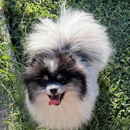 Pomeranians from Cascade Pomeranians