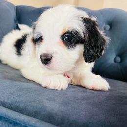 Red Collar - Tri-color male Bernedoodle puppy in Indiahoma, Oklahoma from Farm Fresh Doodles
