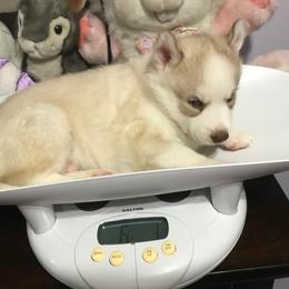 Siberian Husky Puppies from Arctic Circle Kennels