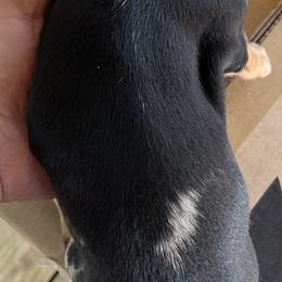 Dachshund Puppies from Witchy Woman’s Wiener’s