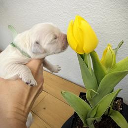 Boy 4 - male Golden Retriever puppy in Clovis, California from Puppy Love, Hall's Goldens