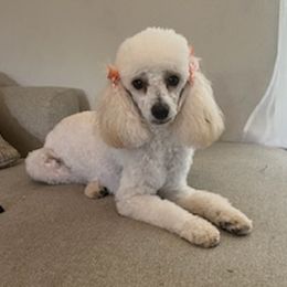 Poodles and Yorkshire Terriers from Lulus toy poodles