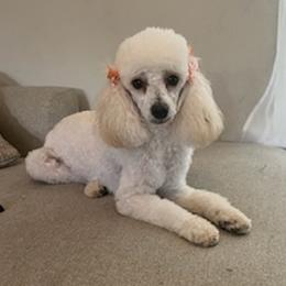 Poodles and Yorkshire Terriers from Lulus toy poodles
