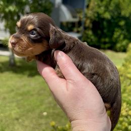 Sally - Chocolate and tan female Dachshund puppy in Homestead, Florida from Florida Mini Dachshunds