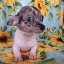 IRIS - Blue merle female Chihuahua puppy in Bell, Florida from BellCrist Aussies
