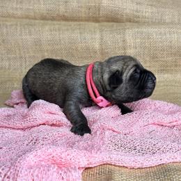 Pink collar - Fawn female Cane Corso puppy in Beech Island, South Carolina from Relic Cane Corso
