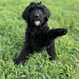 Bernedoodle Puppies from Halo BerneDo