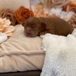 Gilligan - Red male Cavapoo puppy in South Jordan, Utah from Lady Paws Puppies - Cassie