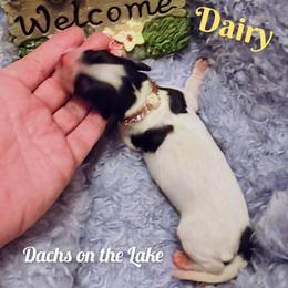 Dairy - Piebald female Dachshund puppy in Grove, Oklahoma from Dachs on the lake