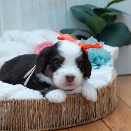 Bernedoodle and Cavapoo Puppies from Positively Doodles