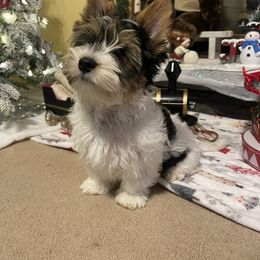 Biewer Terrier Puppies from Southern Star Biewers